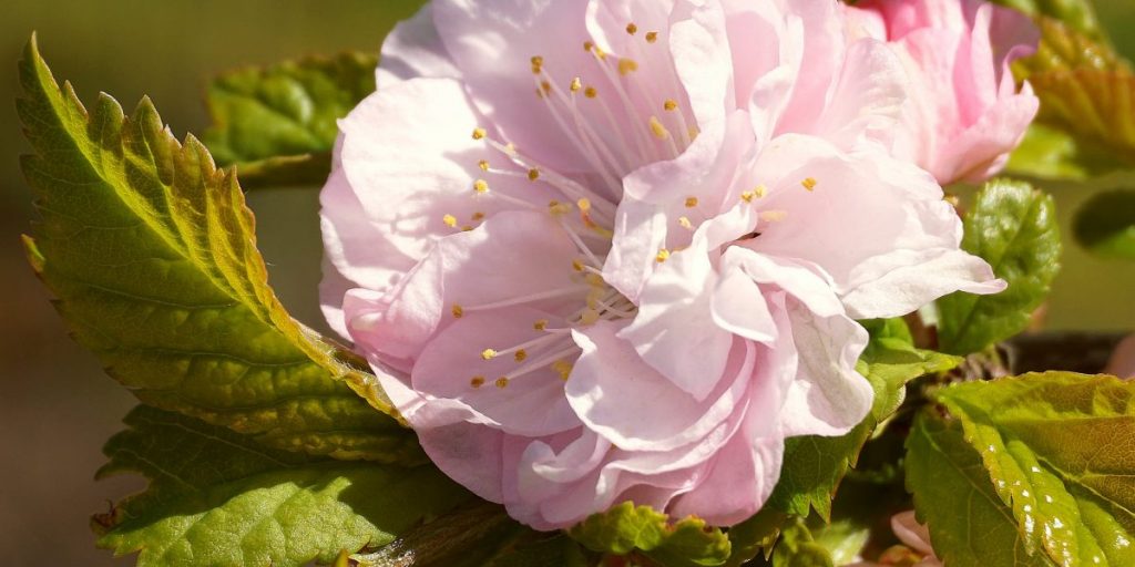 Japanische Kirschblüte vor grünem Hintergrund
